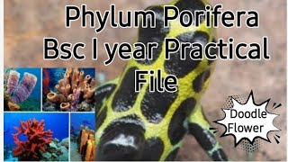 Phylum Porifera BSC1 year zoology particle file with classification 2021 [upl. by Hubert]