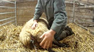 Lambing a Ewe  GoPro Hero [upl. by Anyotal253]