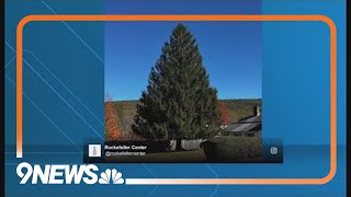 Rockefeller Center picks out its Christmas tree from someones lawn [upl. by Atinuj]