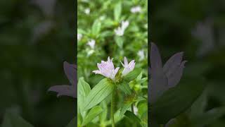 Honey Bees amp Flowers Please beeslife bee beekeeping gardening florida magicalpollinators [upl. by Slavic]