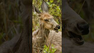 Deer Relaxing and chewing Cud Wincent TvsoY nature wildlife deer [upl. by Izaak]