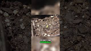 Fast Germination amp Secrets to Speedy Seedling Success organic gardening howto [upl. by Eseyt]