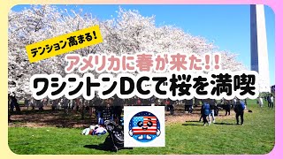 アメリカに春が来た！ワシントンDCで桜を満喫！アメリカ生活 英語苦手 ボストン ニューヨーク ワシントン 駐在員 海外生活 お花見 桜 旅行 [upl. by Ruthe]