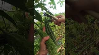 Harvesting bitter gourd  garden organicgardening gardening [upl. by Diskson]