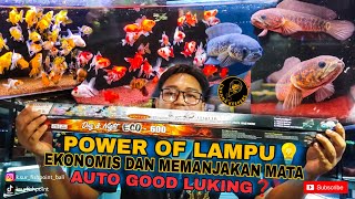 Review KANDILA PRO RED Day amp Night ECO 135W❗Channa Asiatica RSWS amp Goldfish Warna Naik Kemerahan❗ [upl. by Cummine]