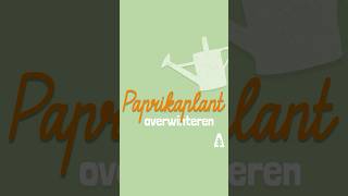 Stadstuinieren  Paprikaplant overwinteren moestuinieren winter shorts [upl. by Rillings]