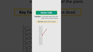 Adaptations of Xylem Cells specialisedcells [upl. by Hanala]