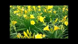 Best Perennials Hemerocallis Stella de Oro Daylily [upl. by Dlared]