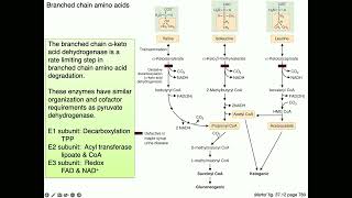 Medical Biochemistry Amino Acids 2 SKILDUM [upl. by Kyrstin173]