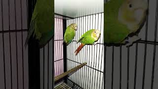 YellowSided Green Cheek Conures birds birdslover animals parrot counure SarimBirdz music [upl. by Mozza207]