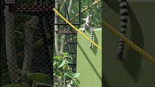 Awesome Ring Tailed Lemurs  Mysore Zoo [upl. by Yusem]