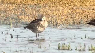 Whimbrel Numenius phaeopus Ledskär Uppland 11 July 2024 iPhone digiscoping [upl. by Nadean961]