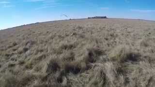 Ferruginous Hawk Falconry on Jackrabbits [upl. by Whipple]