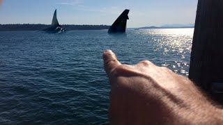 10 Recent Sightings Of The Megalodon Caught on Camera [upl. by Ydasahc803]