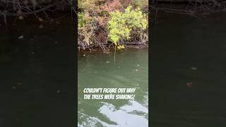 Couldn’t figure out why these trees were shaking catfish trotline fishing [upl. by Ortrud689]