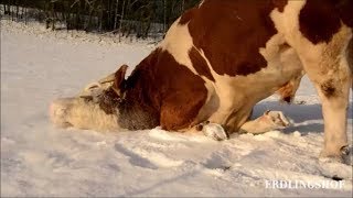 Lebensfreude pur Pferde Esel und Rinder spielen zusammen im Schnee [upl. by Mina]