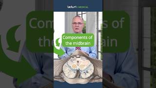 How Does the Midbrain Control Movement and Vision 🧠🔍 [upl. by Damle]