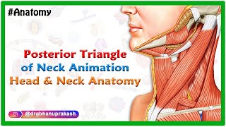 Posterior Triangle Of Neck Animation  Head and Neck anatomy  USMLE Step 1 [upl. by Waylan23]