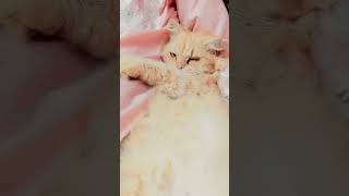 catcutecatloveryoutubeshort [upl. by Cirek]