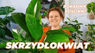 SKRZYDŁOKWIAT SPATHIPHYLLUM  pielęgnacja uprawa podlewanie [upl. by Aicnelev]