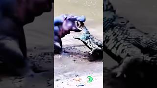 Hippo Vs Crocodile Big Fight [upl. by Skolnik]