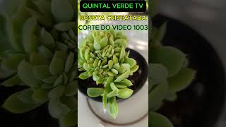 “ROSETA CRISTATADA” ECHEVERIA HIBRIDA DE B GREEN Shorts 1895 plants suculentas plantas [upl. by Olive]