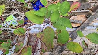 Three Weeks Into The Treatment Of Japanese Knotweed 🏡 Invasive Weeds [upl. by Nrublim]