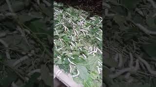 Bondhura dekho Resom poka🐛🐛🐛 gulo aro boro hoyecheshortvideo [upl. by Maxine154]