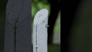 Youll never guess whats inside this hole birdwatching wildlife chickadee nest [upl. by Cordi807]