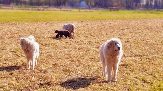 Adorable Great Pyrenees Puppies  Playful and Loving [upl. by Sardse]