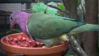 pink headed fruit dove [upl. by Annah]