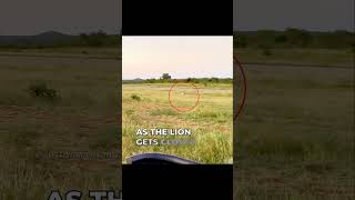 Lion chases Cheetah at Full Speed  shorts facts animals [upl. by Yedoc]