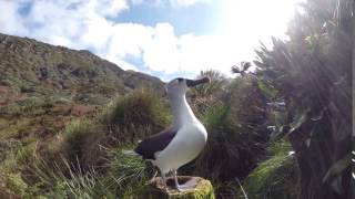 Atlantic Yellownosed Albatross call [upl. by Htaek]