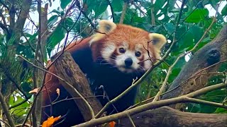 Exploring Marwell Zoo A Tour of Wildlife Wonders [upl. by Sergias336]