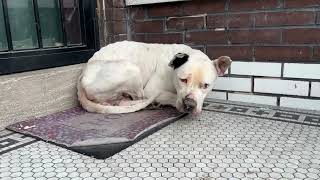 A freezing dog rescue  Stray Rescue of StLouis [upl. by Naul]