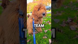 ✨️TEAM ROBLOX OR MINECRAFT PUPPY✨️ shorts puppy dog [upl. by Aikenat]