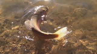 Fishing Alcova Lake and The North Platte River The River was on FIRE [upl. by Aamsa]