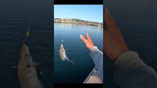 30cm Trevally Catch and Release fishing fishingaustralia fish justfishing fishingfanatics [upl. by Lyns549]