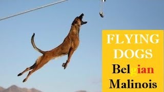 SUPERPOWER DOG ⭐️ EXTREME MALINOIS Dogs ⭐️JUMPING Belgian Shepherd🔎 COMPILATION amp FACTS [upl. by Yup]