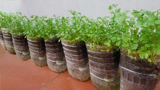 How to grow coriander from seeds quick to harvest and easy to do [upl. by Stanway983]