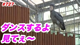 ちょっとだけダンスするよ💖dancing★掛川花鳥園★ハシビロコウふたば★No727★shoebill Futaba [upl. by Akeirahs]