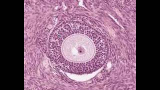 Shotgun Histology Ovary [upl. by Leventhal]