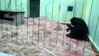 Siamangs  ZOO Antwerpen [upl. by Kiyohara]