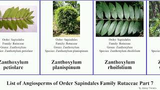 List of Angiosperms of Order Sapindales Family Rutaceae Part 7 zieria zanthoxylum skimmia orange [upl. by Ahsaekal21]