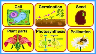 PLANTS 🪴 Plant Parts Plant Cell Pollination Photosynthesis amp Germination  Chapter 3 [upl. by Ailemaj]