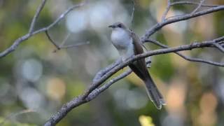 Blackbilled Cuckoo [upl. by Nottage65]