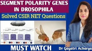 Segment Polarity genes in DrosophilaDevelopmental BiologyDr Gayatri Acharya [upl. by Elacsap]