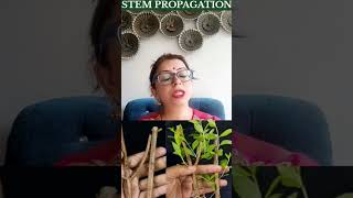 🌙Amazing facts of Heena plant 🌱 Lawsonia InermisBIOBYTTES karwachouth biology festival MEHANDI💃💃 [upl. by Svirad757]