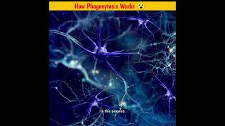 How Phagocytosis Works 😮shorts [upl. by Norret]