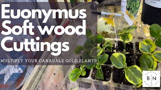 How to propagate Euonymus plants from softwood cuttings [upl. by Janet]